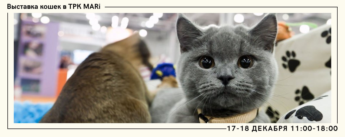 Международная выставка кошек в ТРК MARi 17-18 декабря