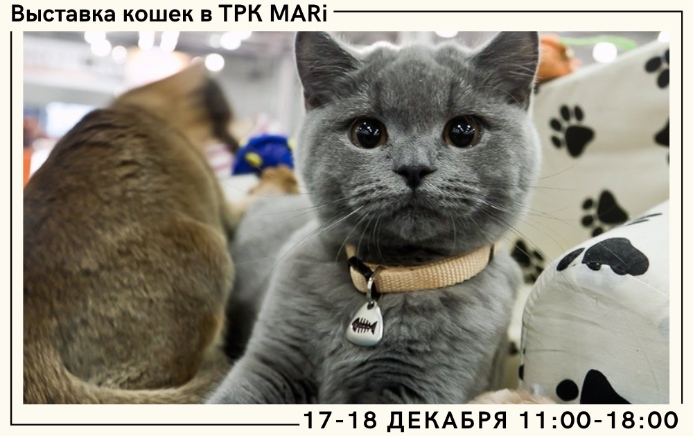 Международная выставка кошек в ТРК MARi 17-18 декабря
